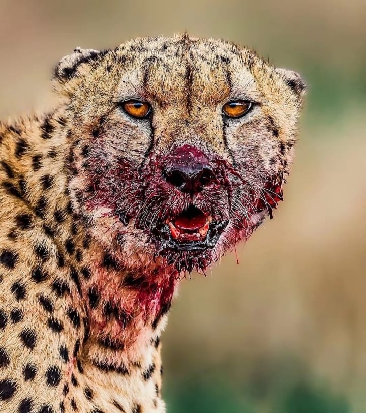 Classic Northern Circuit — Tanzania safari